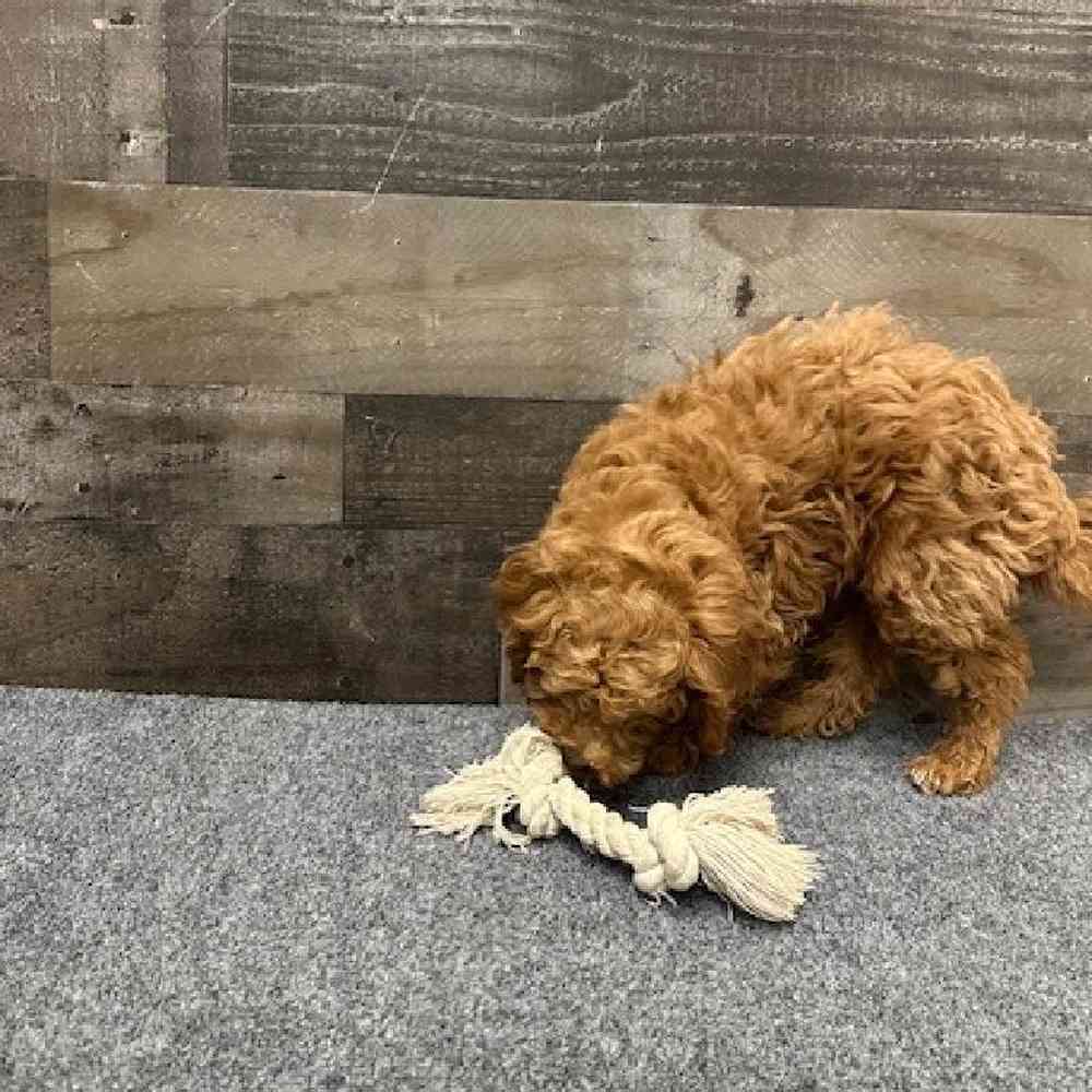 Male Mini Goldendoodle Puppy for Sale in Troy, MI