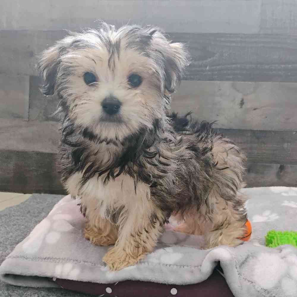 Male Yorkie Puppy for Sale in Troy, MI