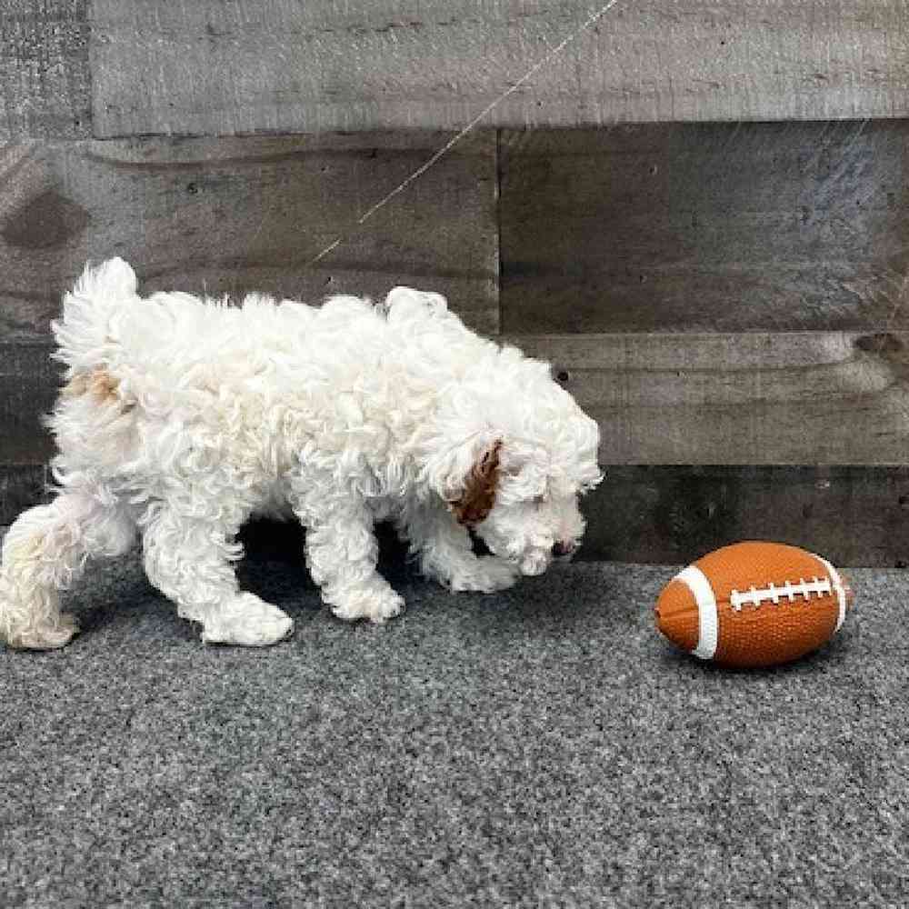 Male Mini Poodle Puppy for Sale in Troy, MI