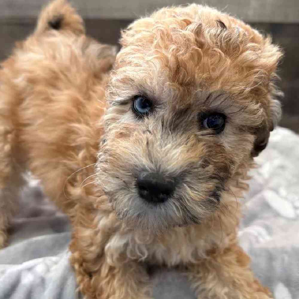 Female Whoodle Puppy for Sale in Troy, MI
