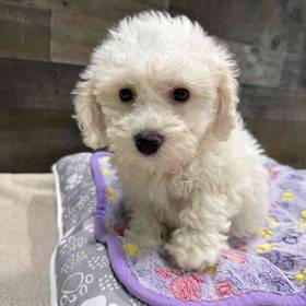 Bichon Frise