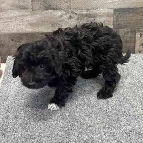 Mini Aussiedoodle