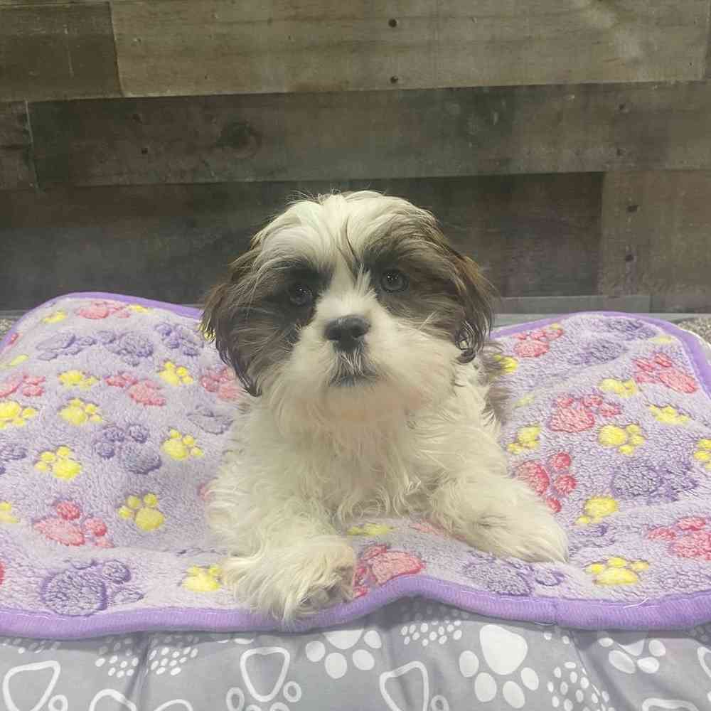 Image of a pet breed in the gallery