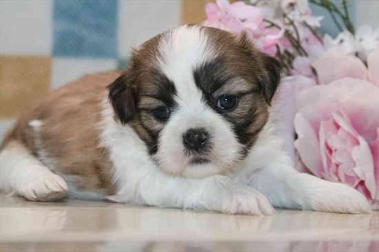 Buster