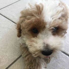 Mini Poodle