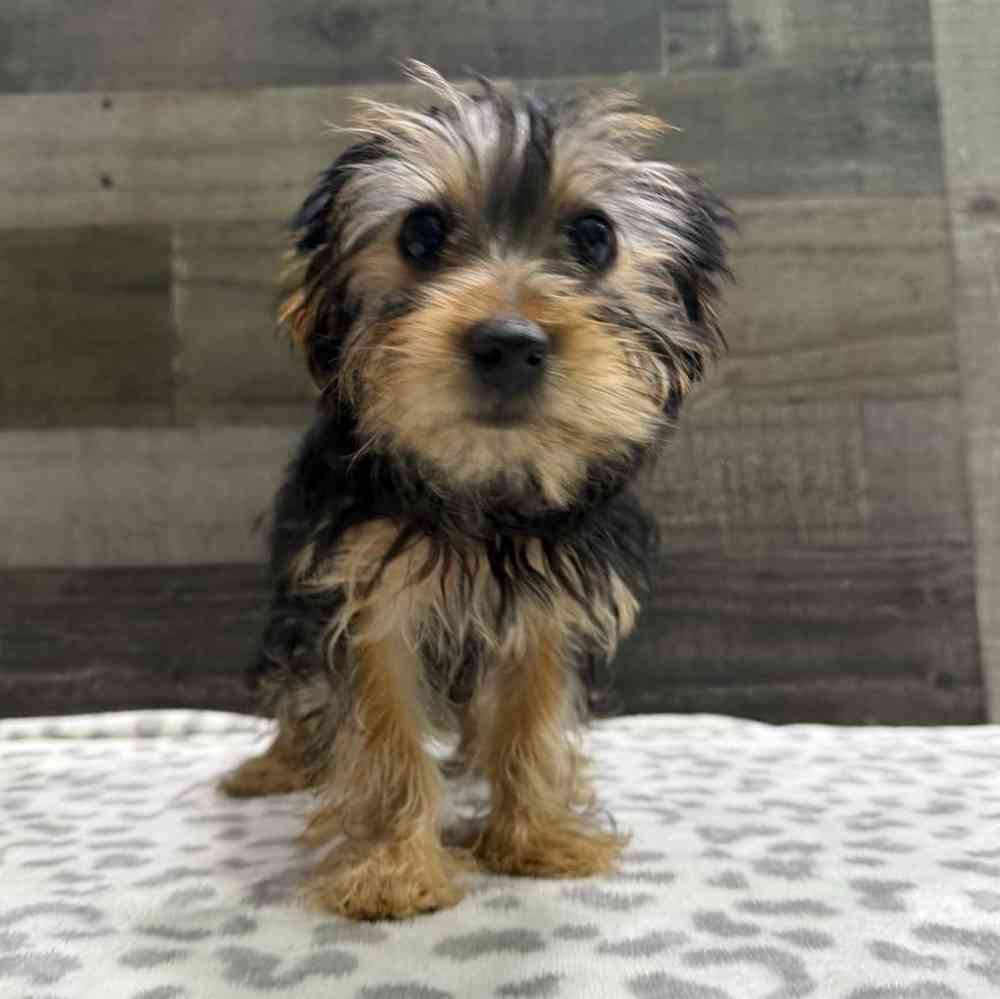 Image of a pet breed in the gallery