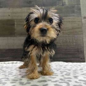 Yorkie