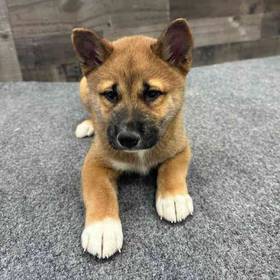 Shiba Inu
