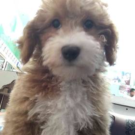 Mini Bernedoodle