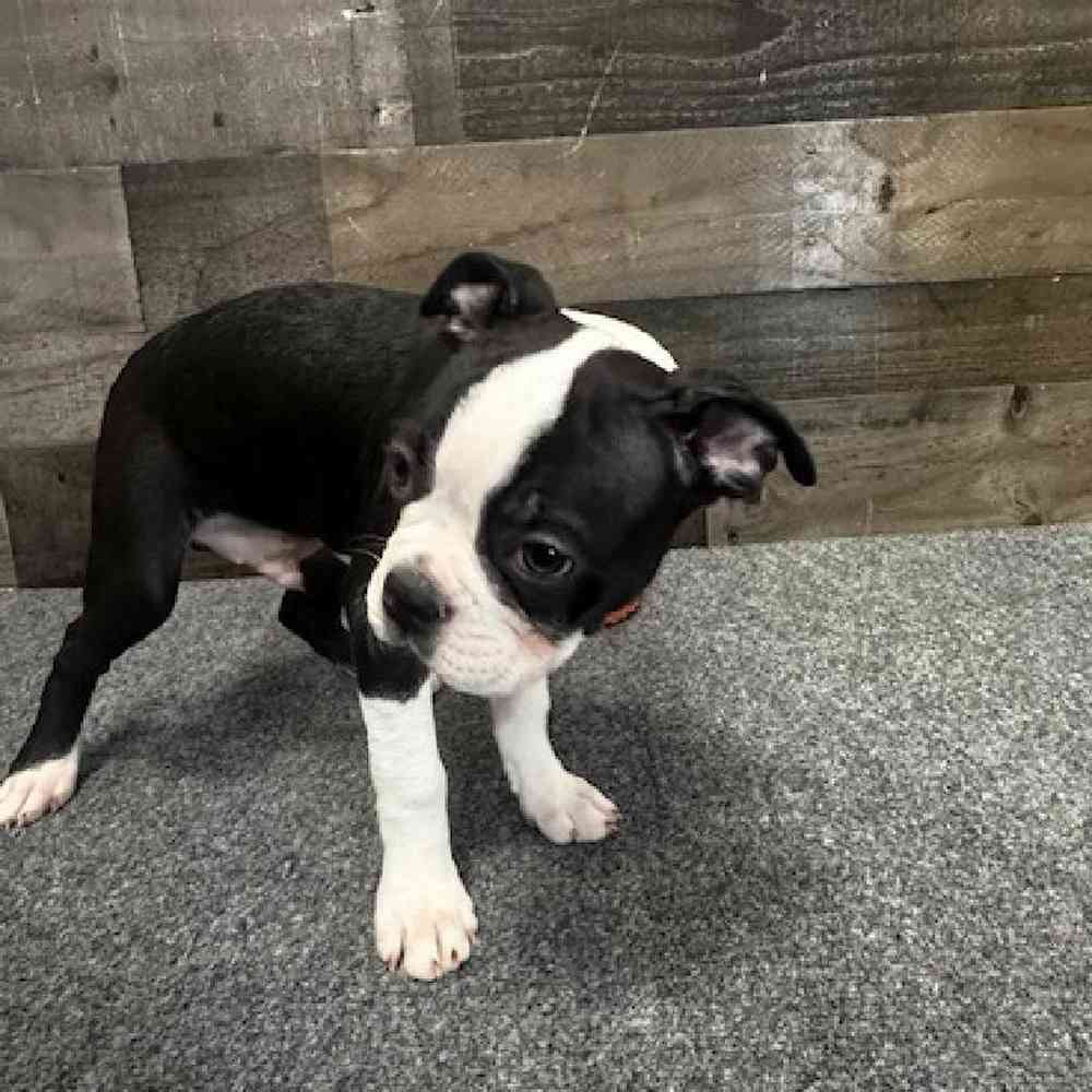 Male Boston Terrier Puppy for Sale in Troy, MI