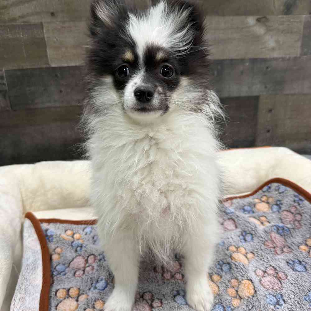 carousel pet images