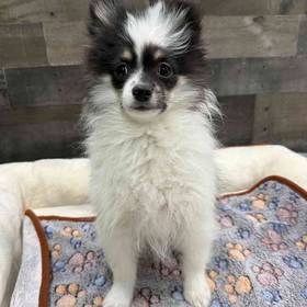 Pomeranian