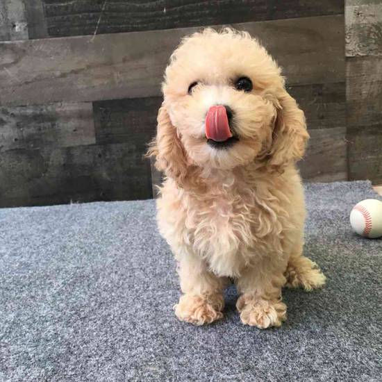 Creamsicle
