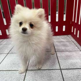 Pomeranian