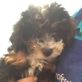 Mini Poodle