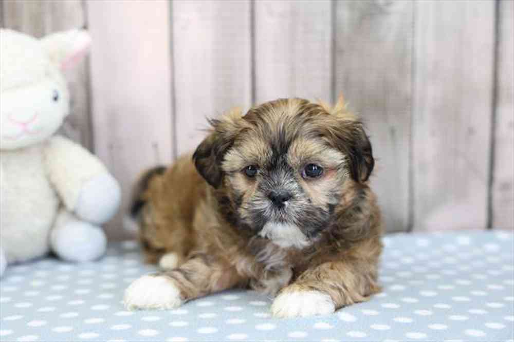Image of a pet breed in the gallery