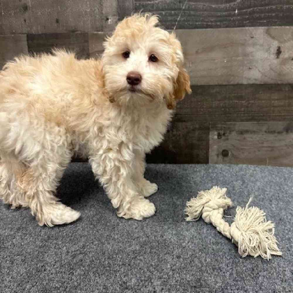 Female Cockapoo Puppy for Sale in Troy, MI