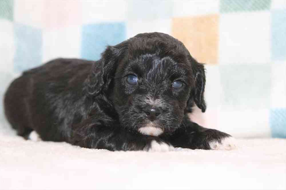 pet breed image