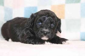 Cavachon