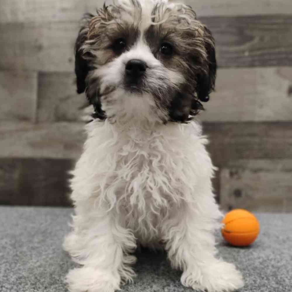 Female Shihpoo Puppy for Sale in Troy, MI