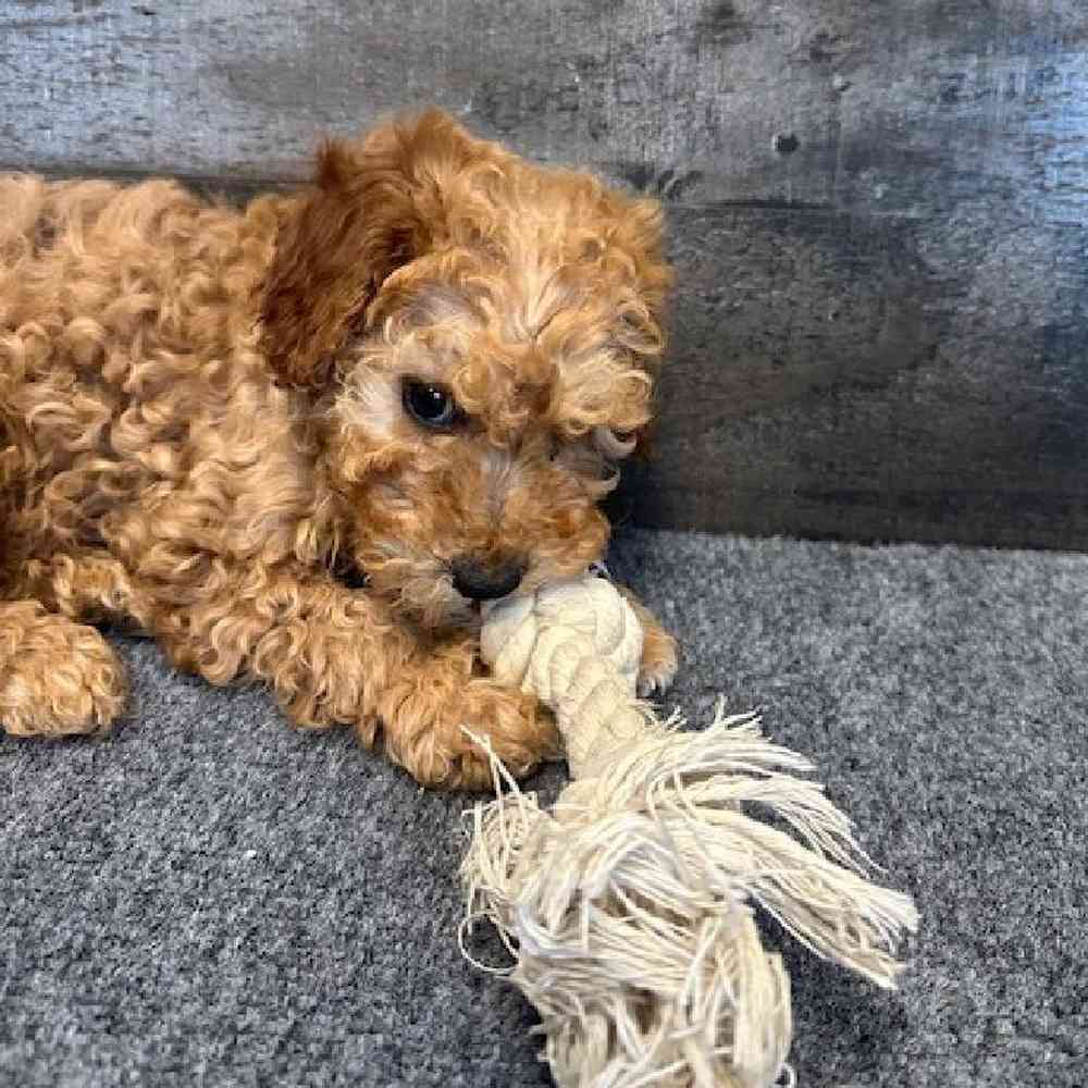 Female Cavapoo Puppy for Sale in Troy, MI