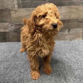 Mini Goldendoodle