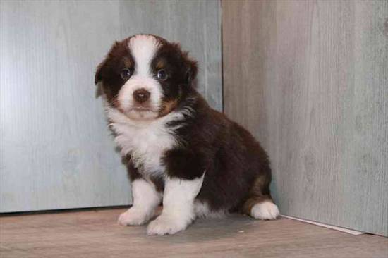 Angus