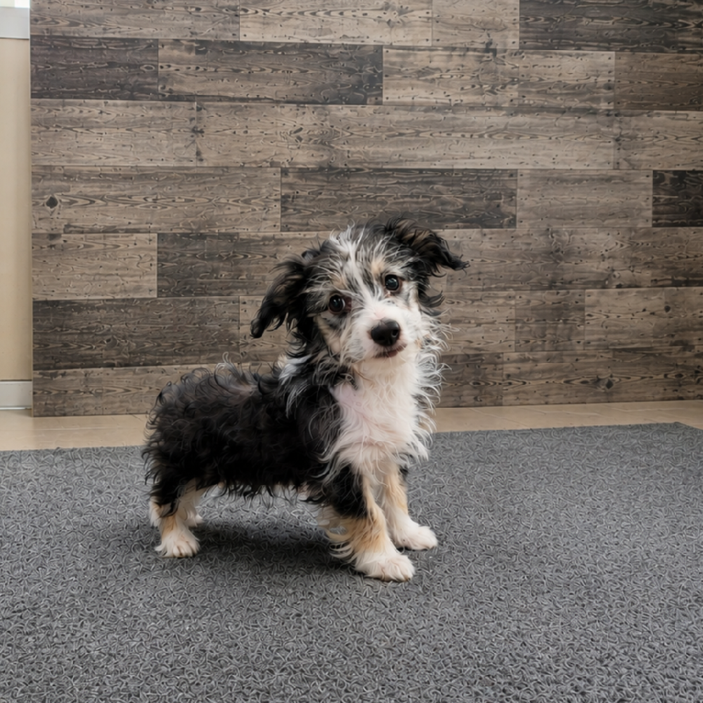 Female Aussiechon Puppy for Sale in Troy, MI