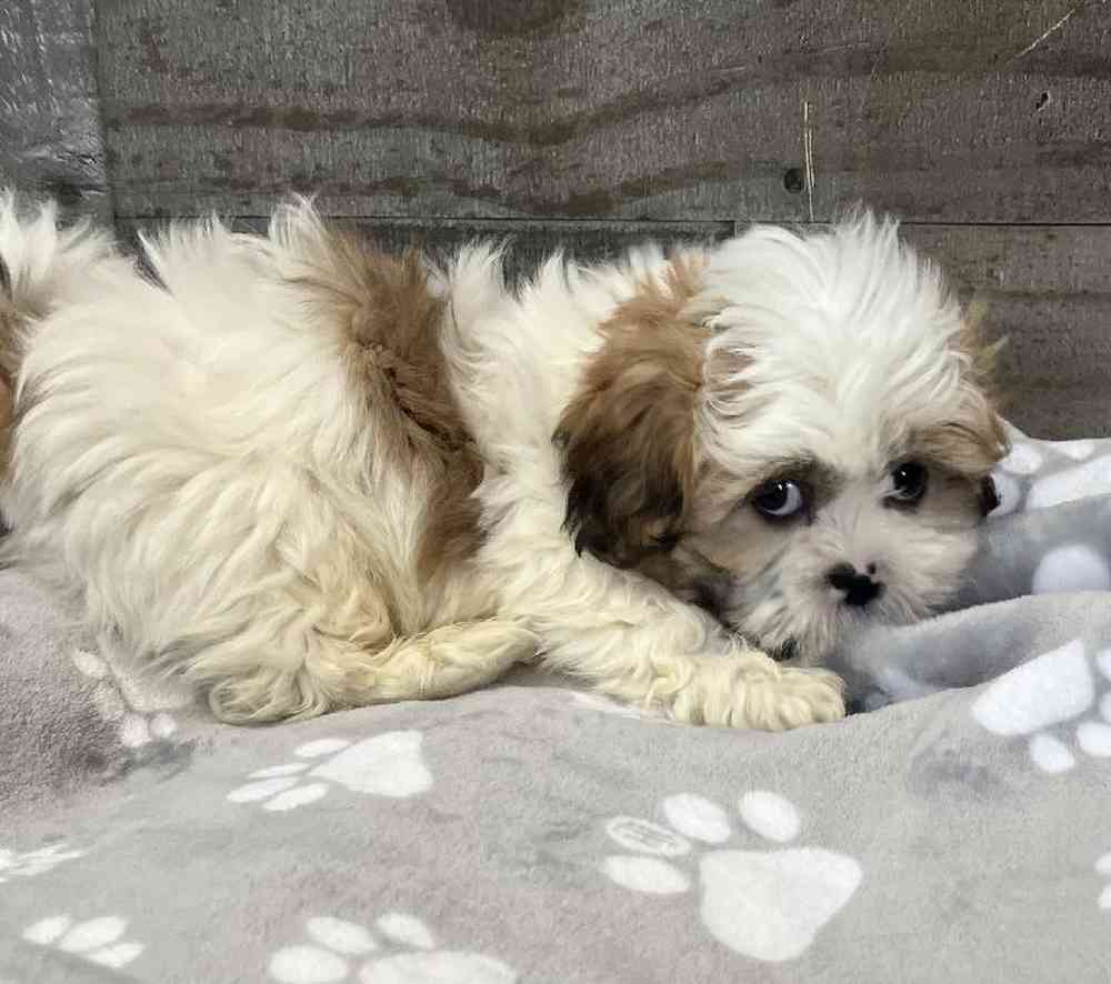 Male Shih Tzu Puppy for Sale in Troy, MI