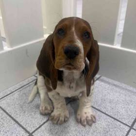 Basset Hound