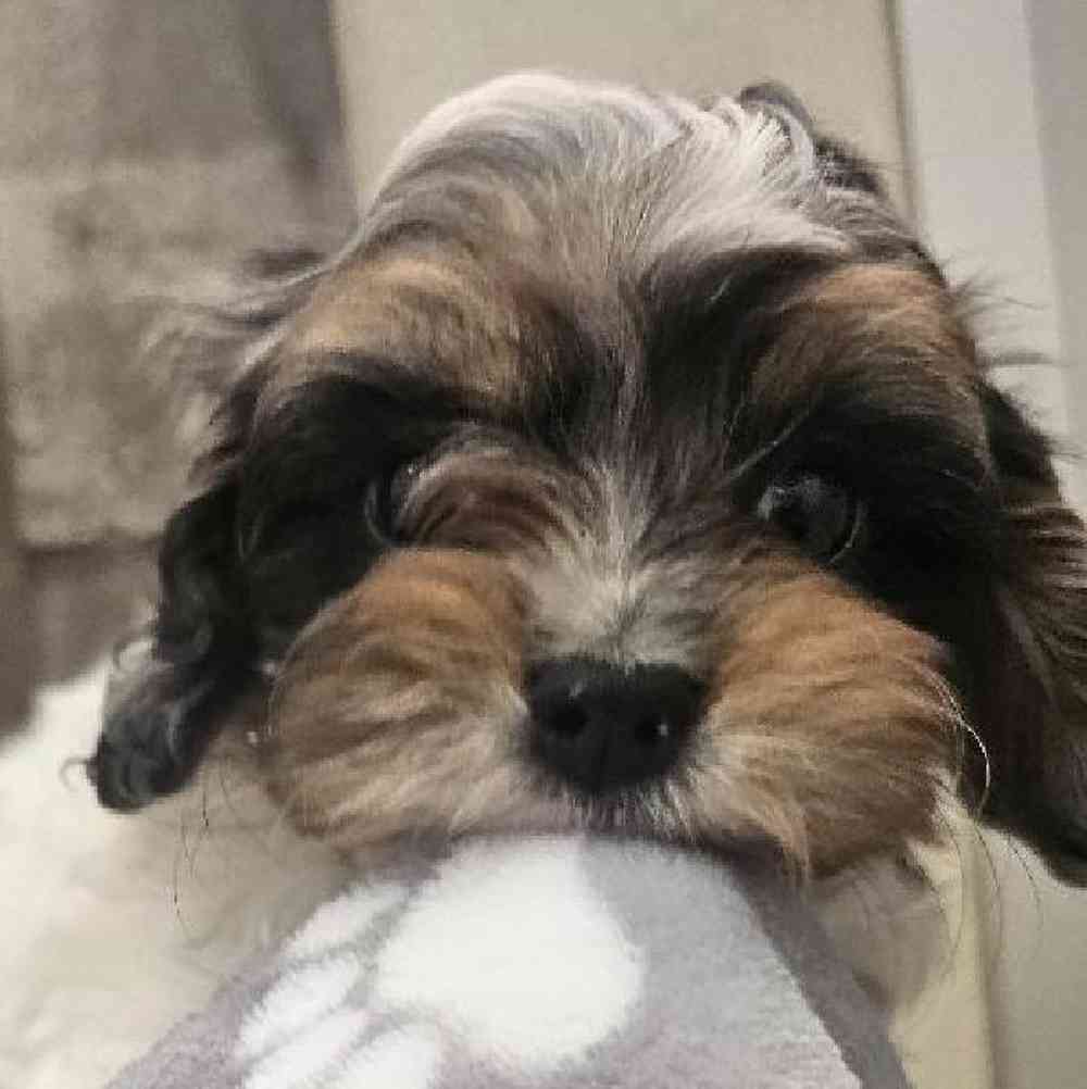 Male Cavapoo Puppy for Sale in Troy, MI