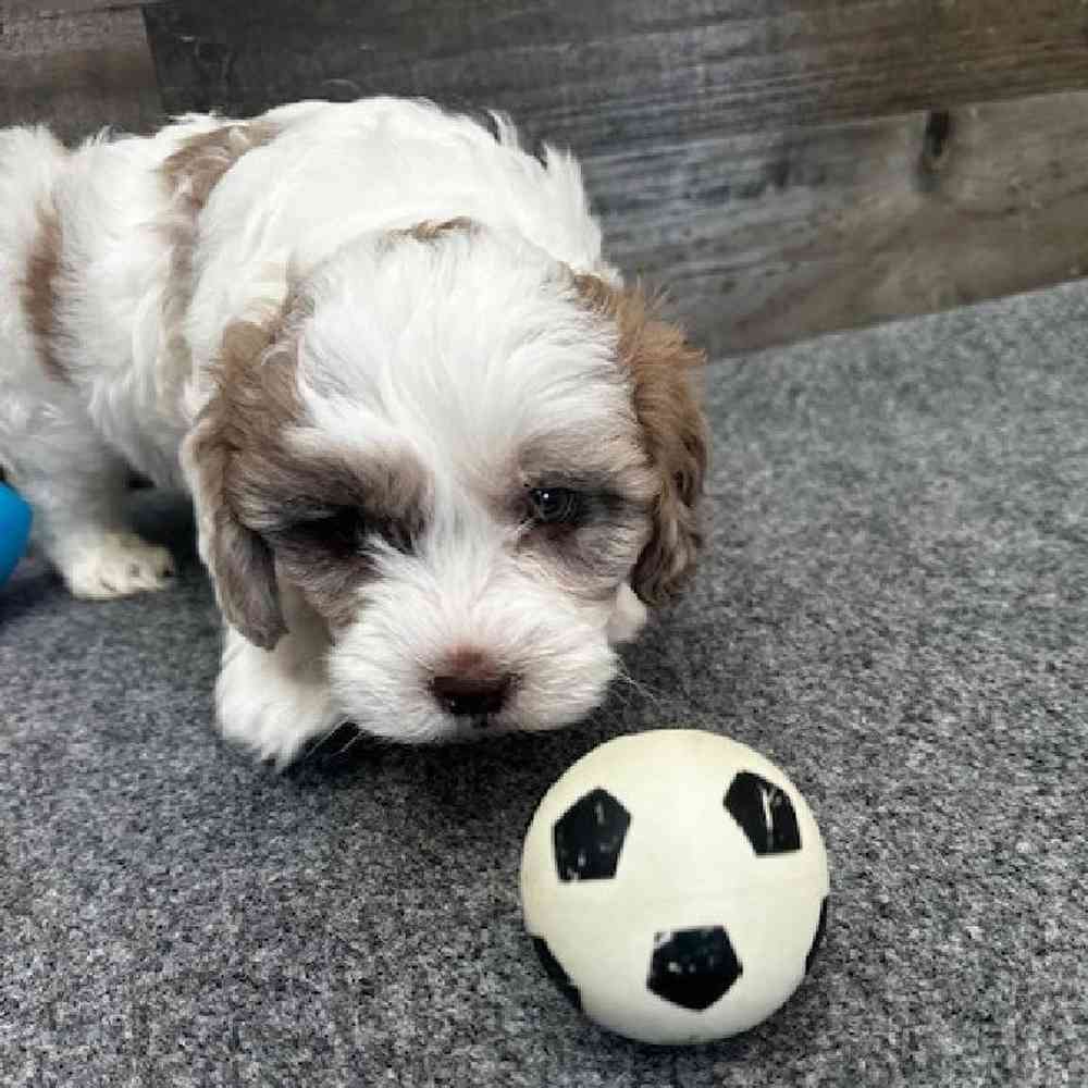 Male Shihpoo Puppy for Sale in Troy, MI