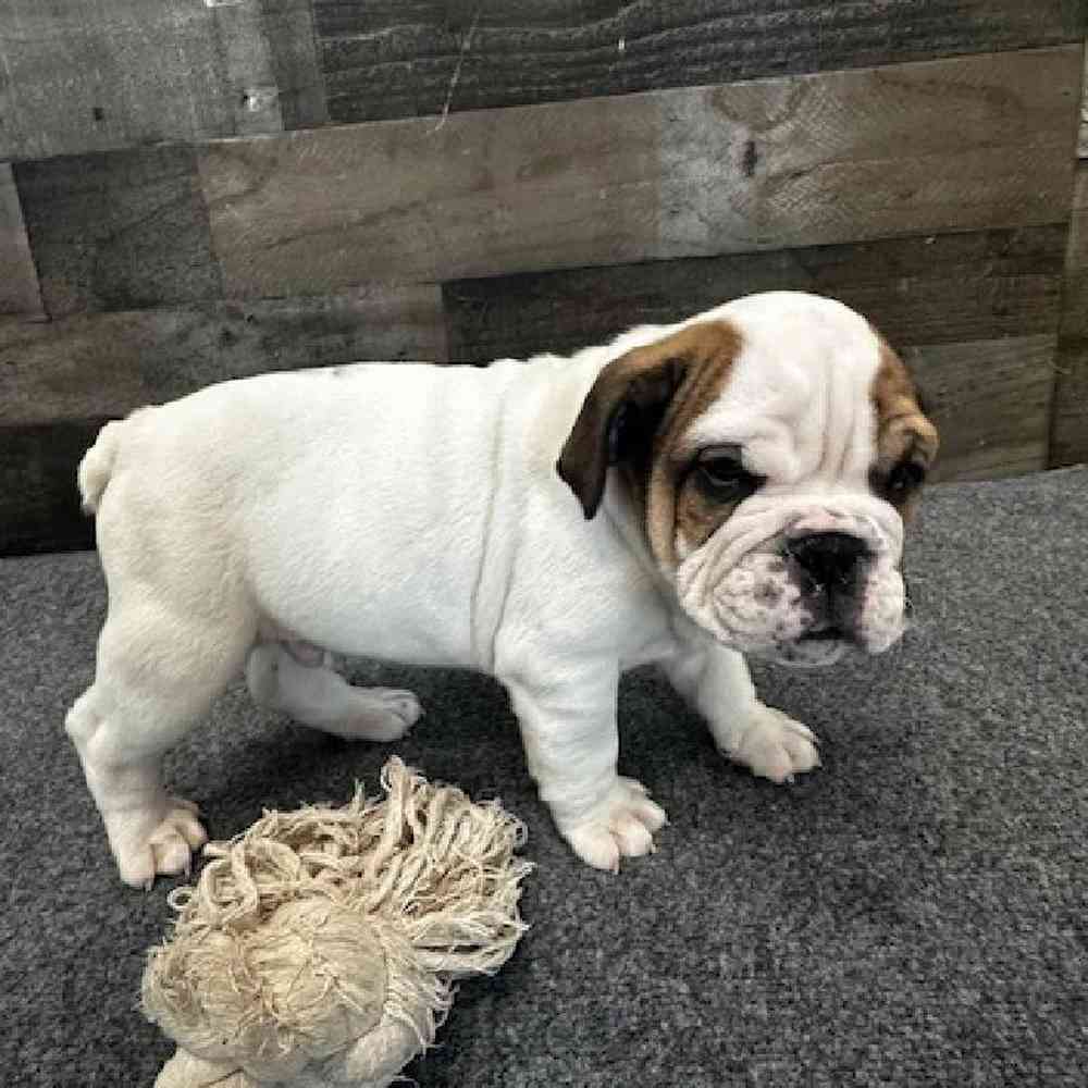 Male Bulldoggle Puppy for Sale in Troy, MI
