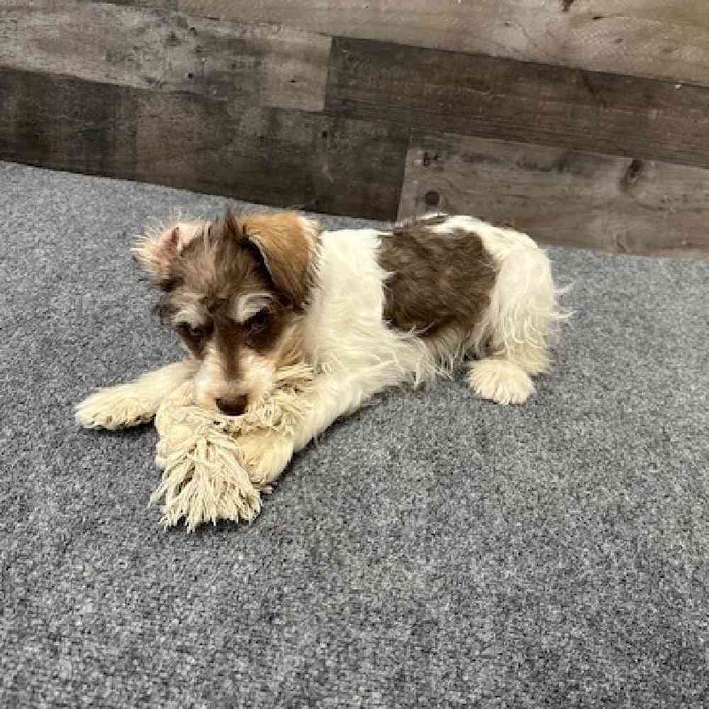 Male Mini Schnauzer Puppy for Sale in Troy, MI