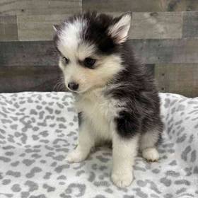 Pomsky