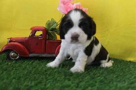 Cocker Spaniel