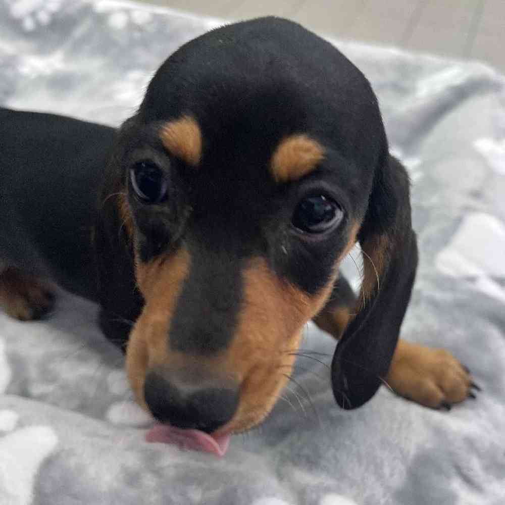 Female Dachshund Puppy for Sale in Troy, MI