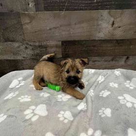 Cairn Terrier