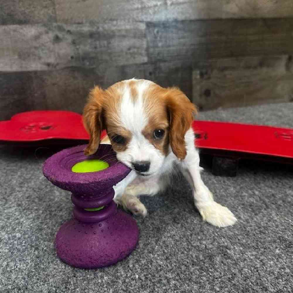 carousel pet images