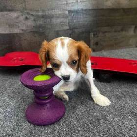 Cavalier King Charles Spaniel