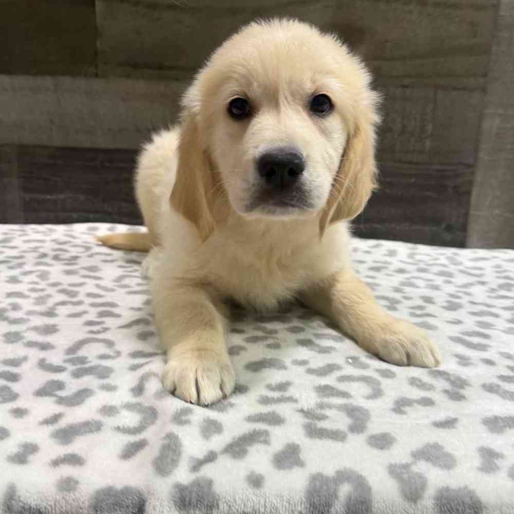 Image of a pet breed in the gallery