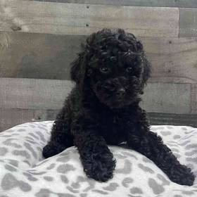 Poodle