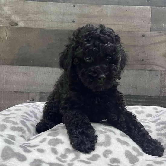 Vader