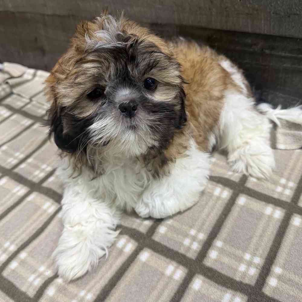 pet breed image