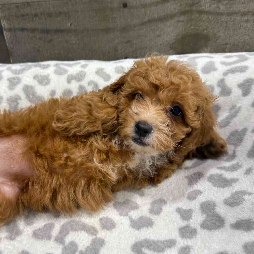 Image of a pet breed in the gallery