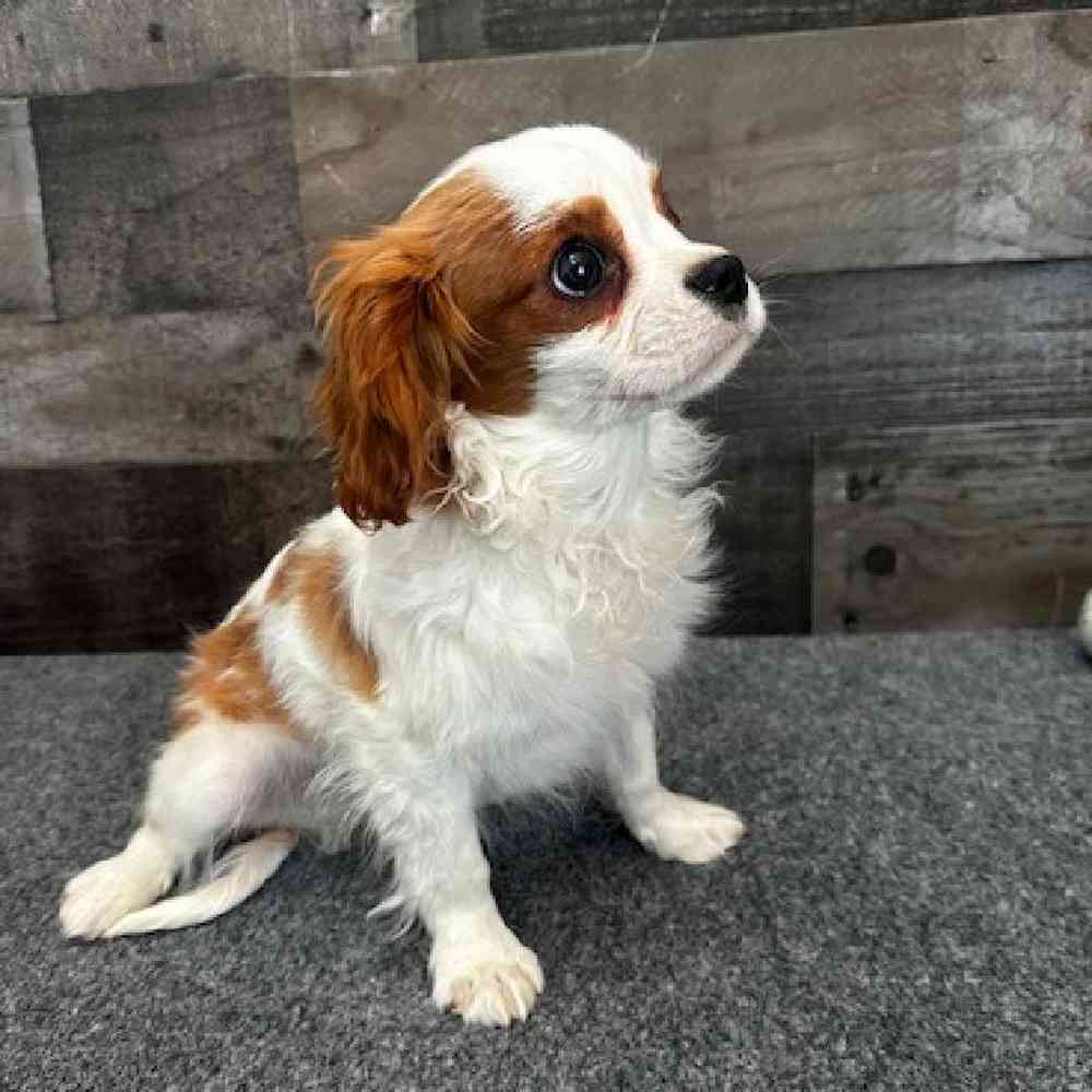 Male Cavalier King Charles Spaniel Puppy for Sale in Troy, MI