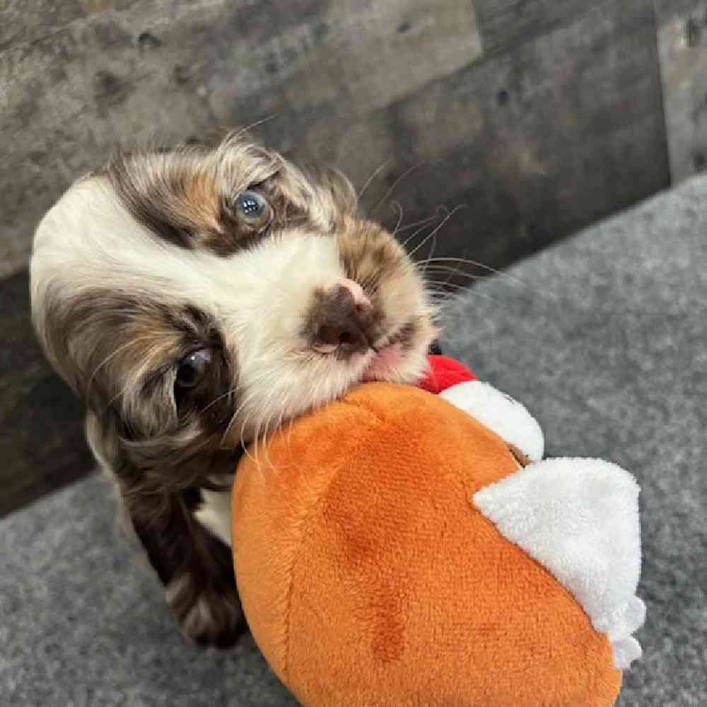 Male Cocker Spaniel Puppy for Sale in Troy, MI