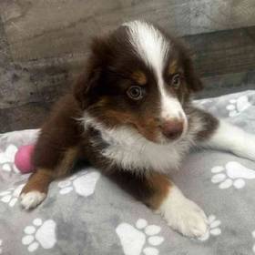 Mini Aussie