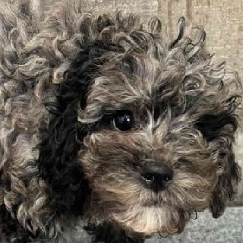 carousel pet images