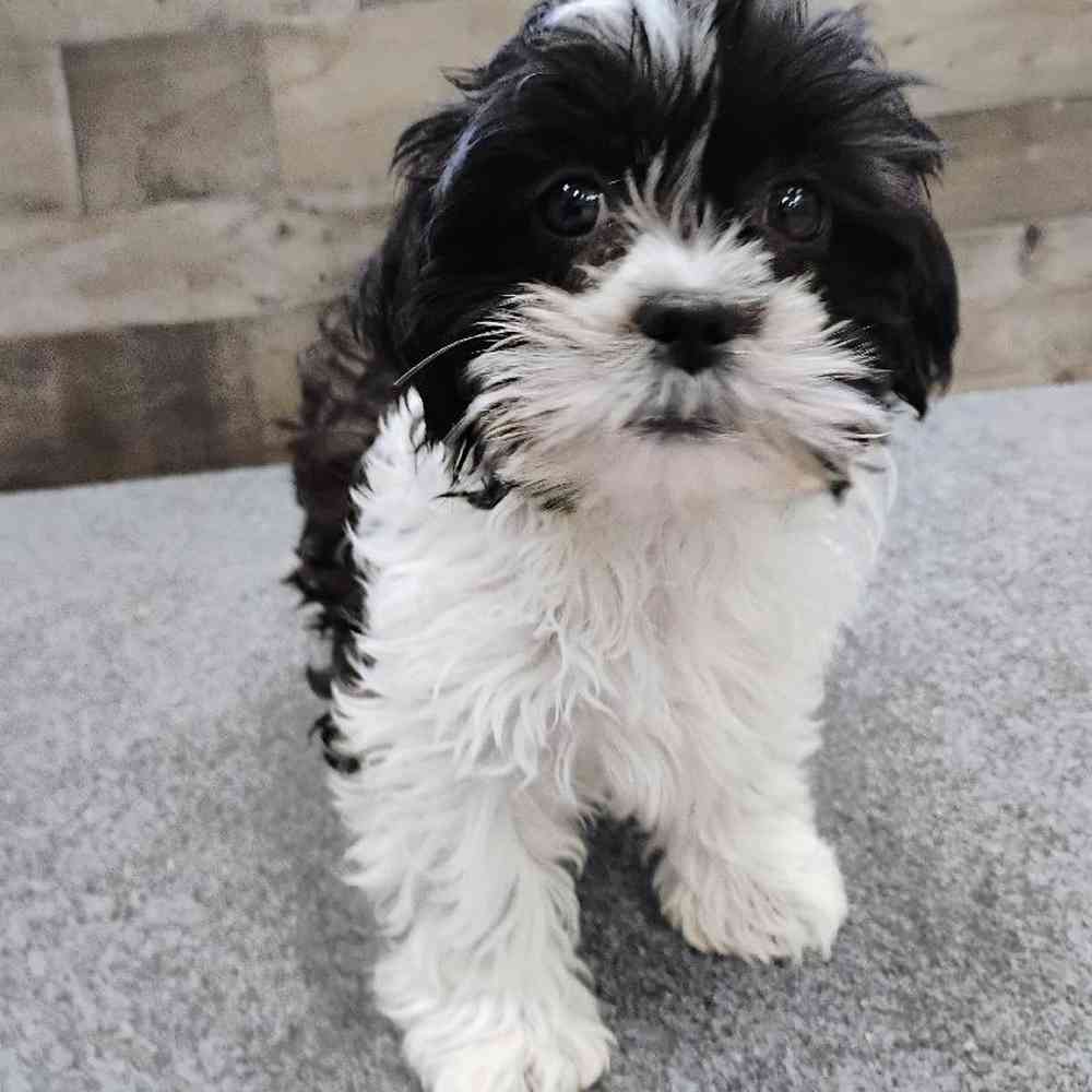 Image of a pet breed in the gallery